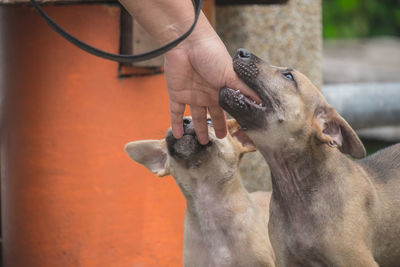 Close-up of man keeping hand in dogs mouth