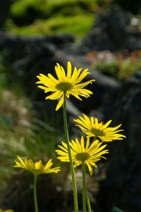 Close-up of yellow flower