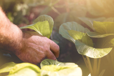 Close-up of persons hand holding plant