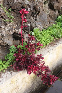 Red flowers growing on plant