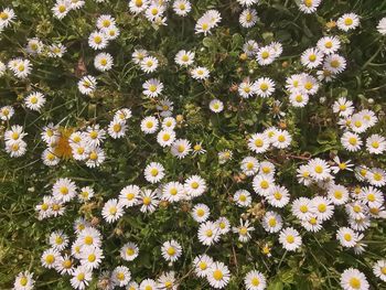 High angle view of daisies blooming on field