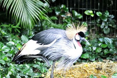 Close-up of bird