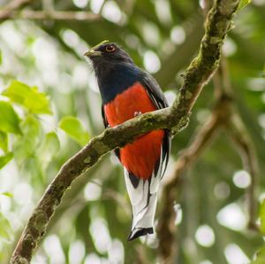 Close-up of parrot perching on branch