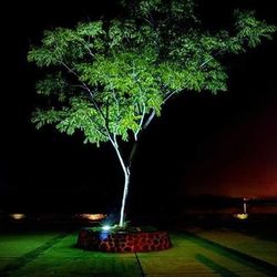 View of trees at night