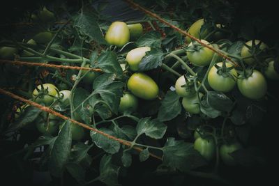 Close-up of fruits growing on plant