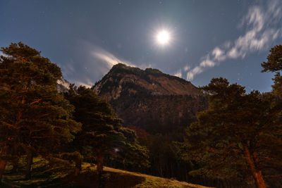 Low angle view of trees against sky at night