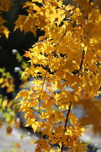 Close-up of yellow flowering plant