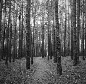 Trees in forest