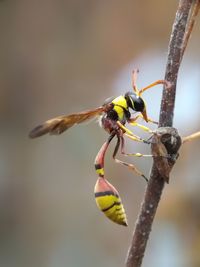 Close-up of insect on flower