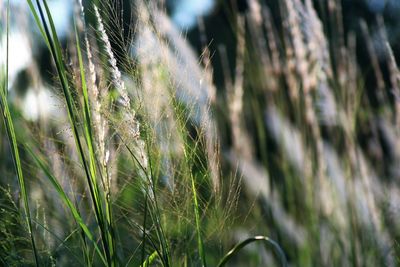 Close-up of wheat growing on field