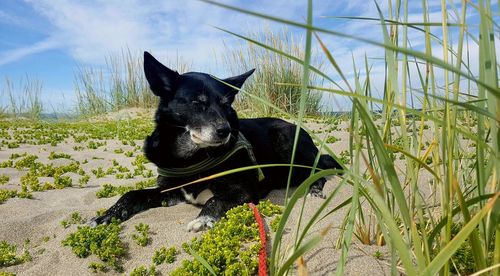 Black dog lying on land