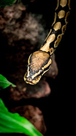 Close-up of insect on leaf