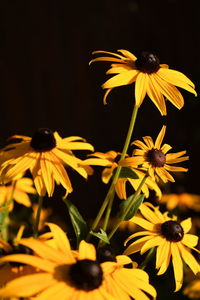 Close-up of yellow daisy flowers