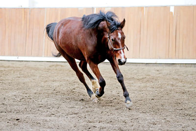 Horse running on beach