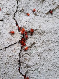 Close-up of red berries on tree trunk against wall