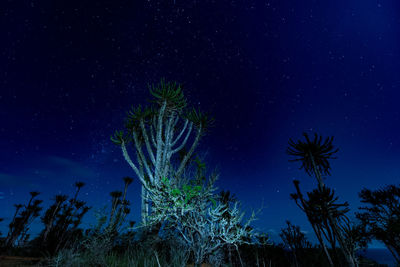 Low angle view of trees against sky at night