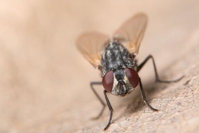 Close-up of fly on dry leaf