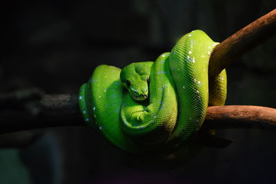Close-up of green snake on branch