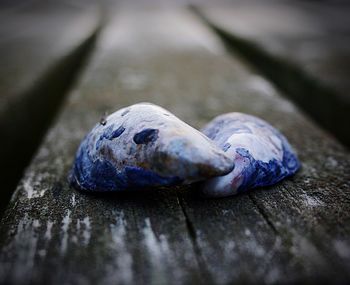 Close-up of crab on sand