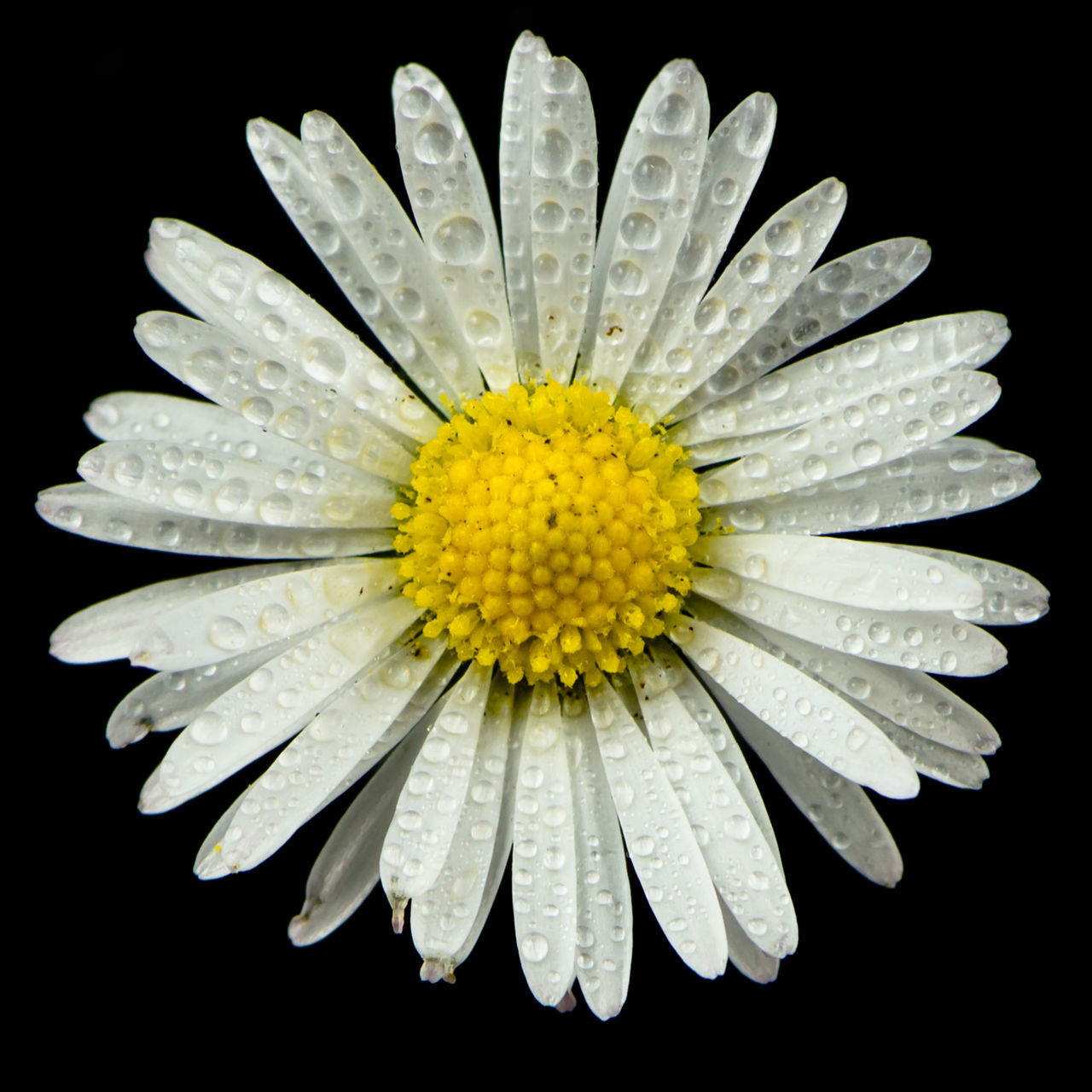 CLOSE-UP OF YELLOW FLOWER