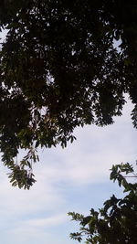 Low angle view of tree against sky