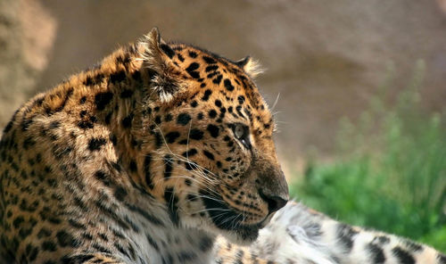 Close-up of tiger
