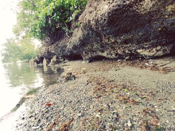 Scenic view of river by trees