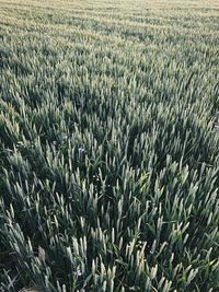 High angle view of crops growing on field