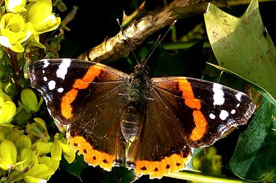 Close-up of butterfly on plant