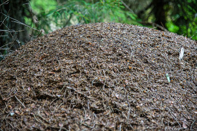 Close-up of tree trunk in forest