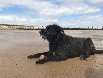 Dog on beach