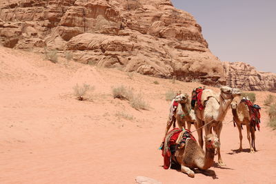 View of horse in desert