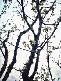 Low angle view of bare tree against sky