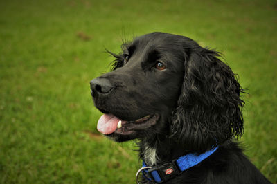 Close-up of dog sticking out tongue on grass