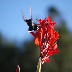 Close-up of red flower