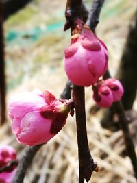 Close-up of pink flowers