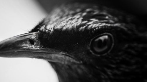 Close-up portrait of owl