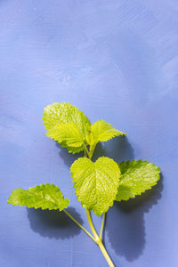 High angle view of green leaves on table