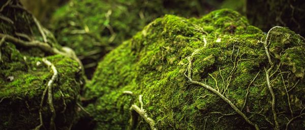Green moss is naturally beautiful at the park.