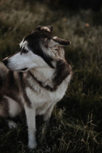 Dog looking away on field