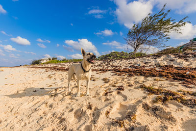 Dog standing on beach