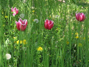 Close-up of red tulips blooming in field