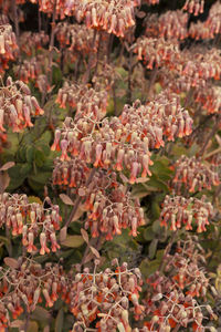 Blooming live evergreen succulent marnier kalanchoe flower, bush outdoor. garden plant. flora and