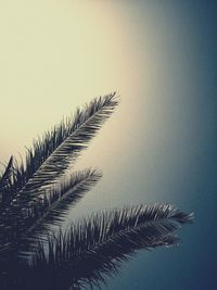 Low angle view of palm tree against clear sky