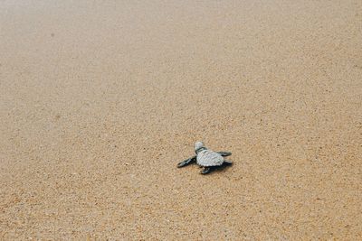 High angle view of turtle on sand at beach