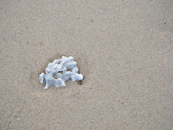 High angle view of animal on sand