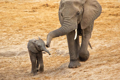 Elephants standing on field