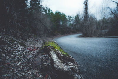 Road amidst trees