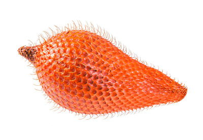 Close-up of orange leaf over white background