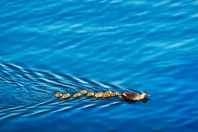 High angle view of animal family swimming in sea